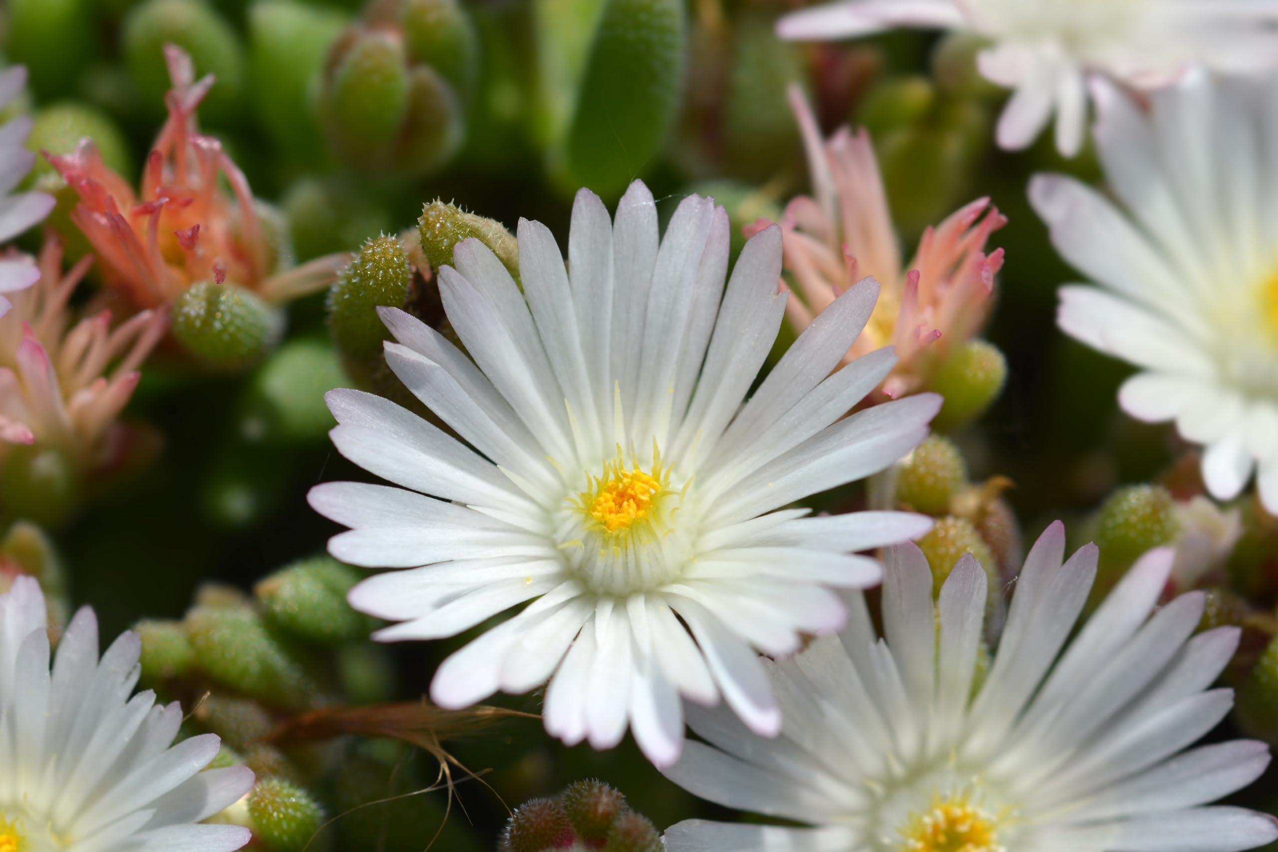 Stauden Gänge 10 x Delosperma cultorum 'Jewel of Desert Moonstone'