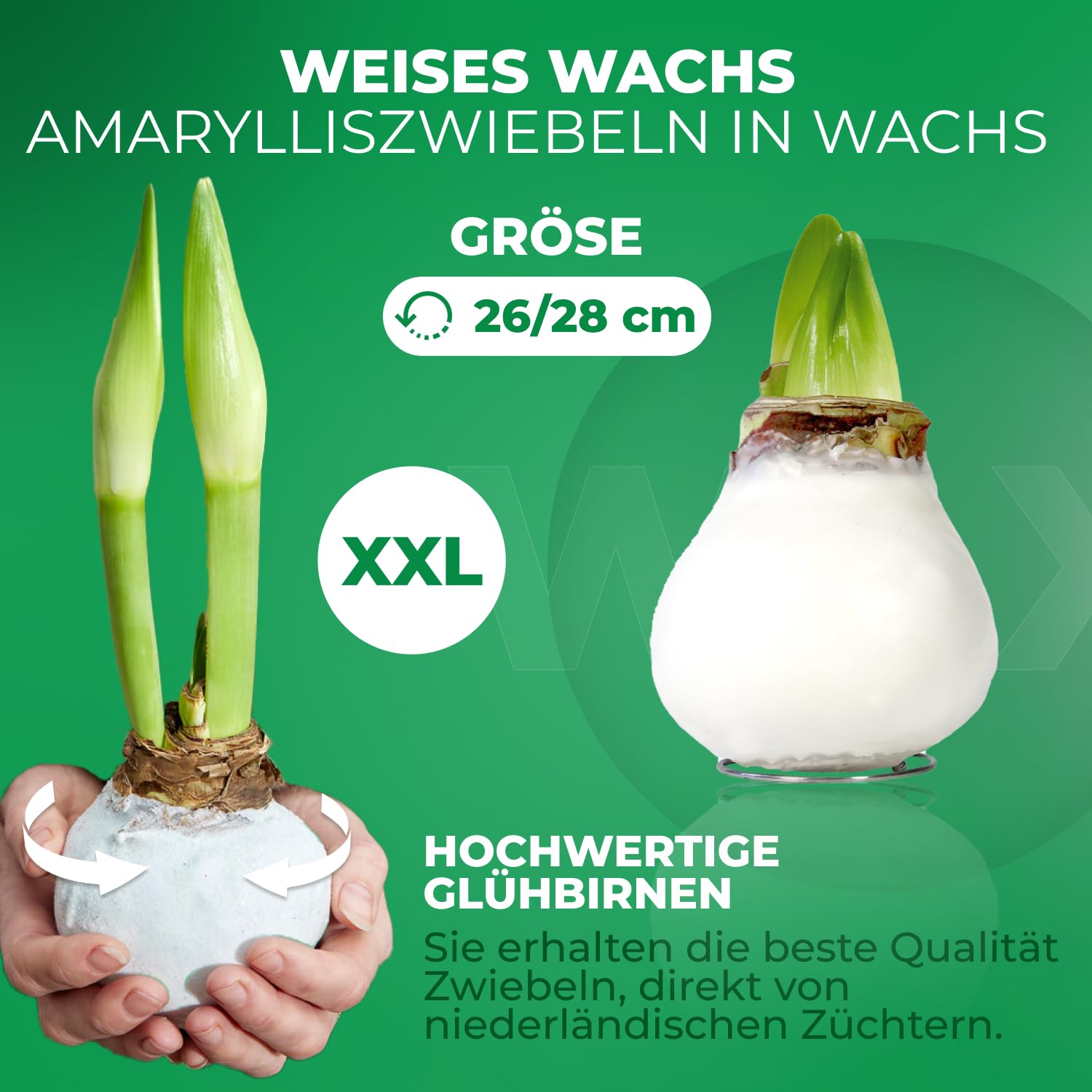 Dutch Bulbs Amaryllis Wax Bol - Bloembollen - 2 stuks - Oranje