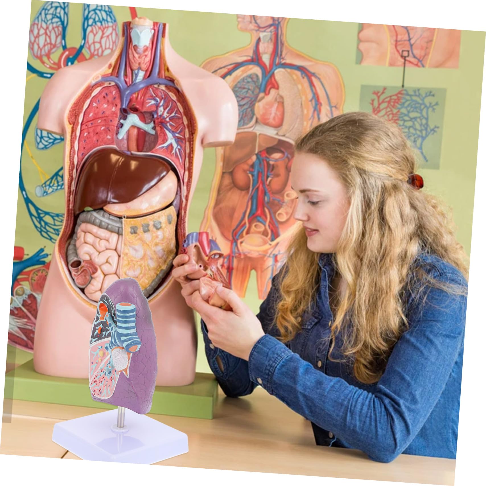 Modèle Pulmonaire D'anatomie Pathologique pour Enseignement Médical