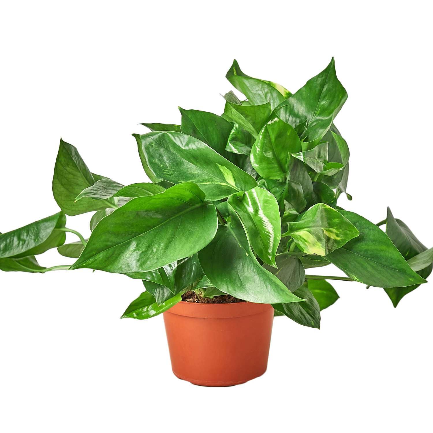 Thirsty Leaves Pothos Golden