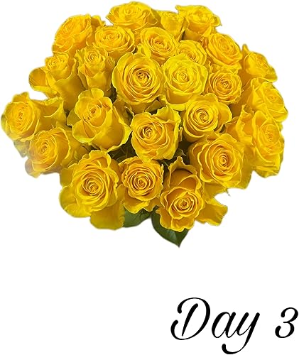 Miniatura 5 de Flores de Boyaca 24 tallo, rosa amarilla con jarrón, granja fresca, tallo largo 19.7 in, flores frescas cortadas al por mayor directa de la granja.