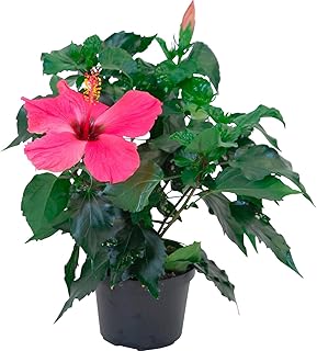 Hibiscus Natural Planta con Flores Llamativas - COLOR ROSA