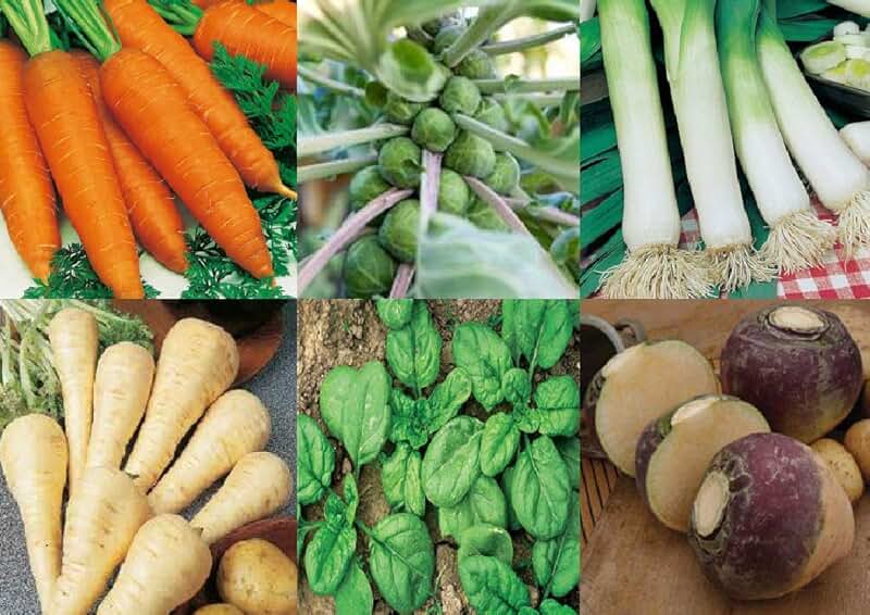 Amazon.co.uk Vegetables Seeds Garden & Outdoors