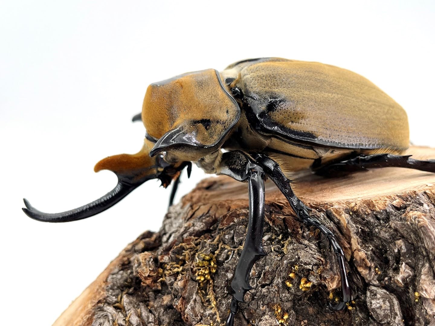 エレファスゾウカブト ☆新成虫☆コスタリカ産エレファスゾウカブト☆難あり♂110mm