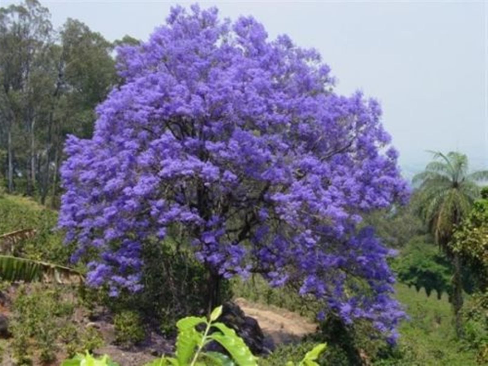 See full amazon price history chart for Mall~Kerala : 12 Seeds of Neeli Gulmohur Blue Jacaranda Jacaranda Mimosifolia Beautiful Flowering Venue Tree for Growing Sowing Mall~Kerala : 12 Seeds of Neeli Gulmohur Blue Jacaranda Jacaranda Mimosifolia Beautiful Flowering Venue Tree for Growing Sowing (B0782SGKPD) Amazon Price History, Amazon Price Tracker