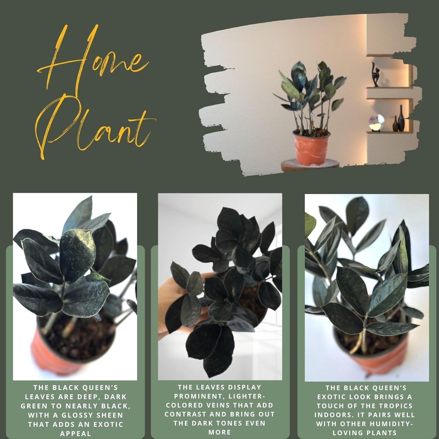 Live ZZ Plant Black Queen (Zamioculcas zamiifolia) in 4'' Pot – Rare Low-Light Indoor Houseplant with Deep Purple-Black Foliage, Similar to Raven ZZ – Easy to Grow Home & Office (Heat Pack Included)
