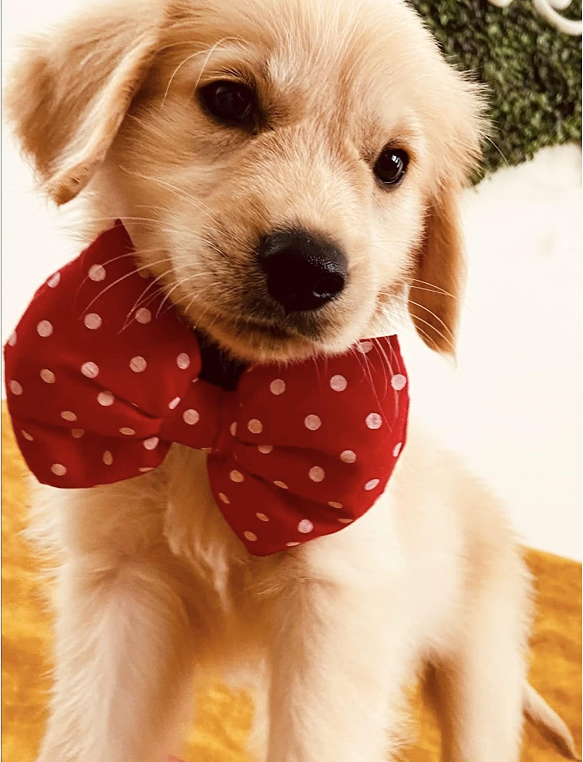 For The Fur Kids Dog Bow Tie: Cute Polka Bow Tie for Pets, Dog Accessory
