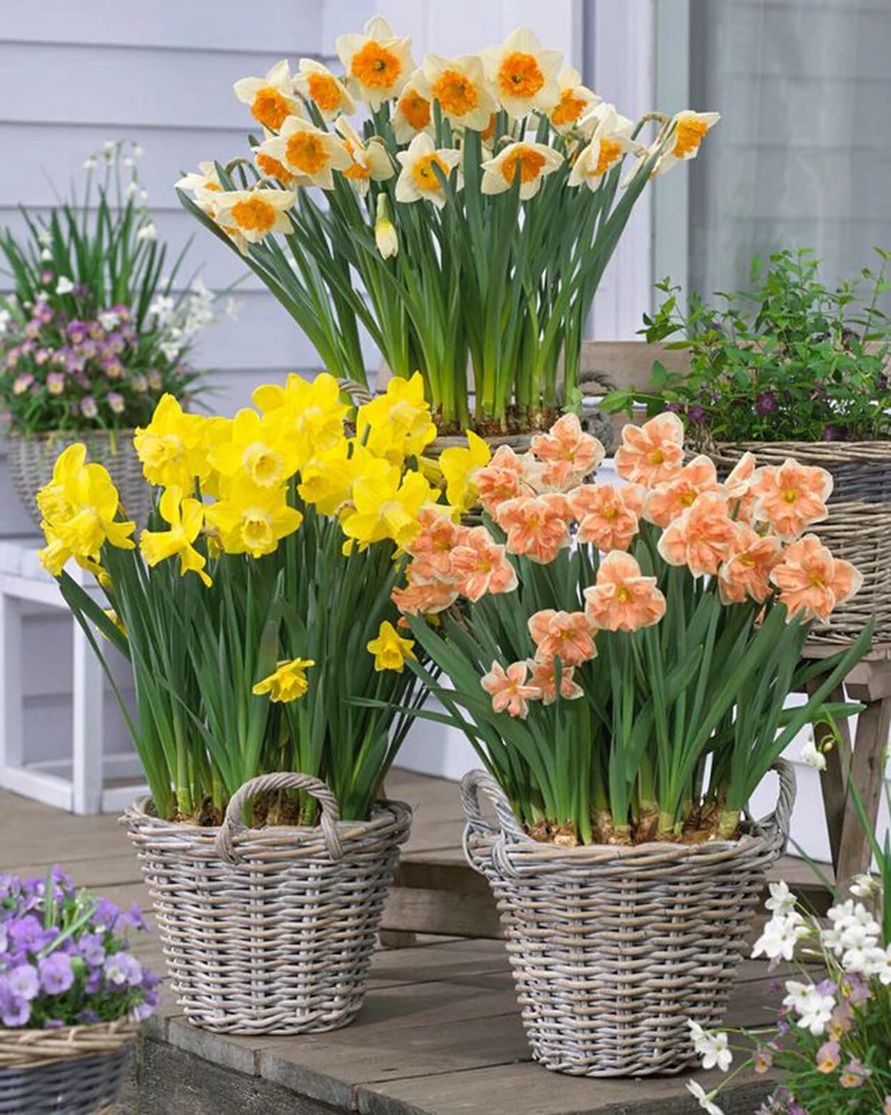Narzissenzwiebeln zum Pflanzen von Gartenpflanzen für den Innen- und Außenbereich, lebende Zwiebeln für Blumensträuße, Körbe, Kränze und Vasenarrangements-6 Zwiebeln-A