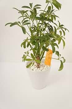 その他観葉植物 honokoo 楽天市場】【30日までP2倍＋500円引