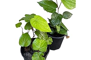 Live Betal Paan Plant: Lush Greenery for Connoisseurs