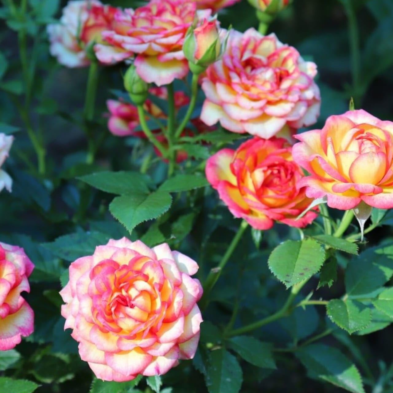 Climbber Rose Live Flower Plant For Indoor and Gardening (Pack of 1) Climbing Rose Plant With Pot (Multicolour) (B0D9PGZ69R) Amazon Price History, Amazon Price Tracker