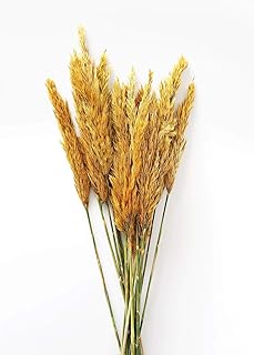 Afloral Dried Plume Reed Grass in Aspen Gold - 36-40