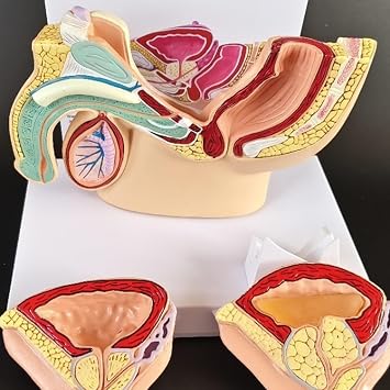 Mesane Karın Modeli - İnsan Organı Anatomik Modeli İnsan Karın Boşluğu, Mesane ve Prostat Modeli - Çalışma Öğretim Ekranı, Erkek Mesane