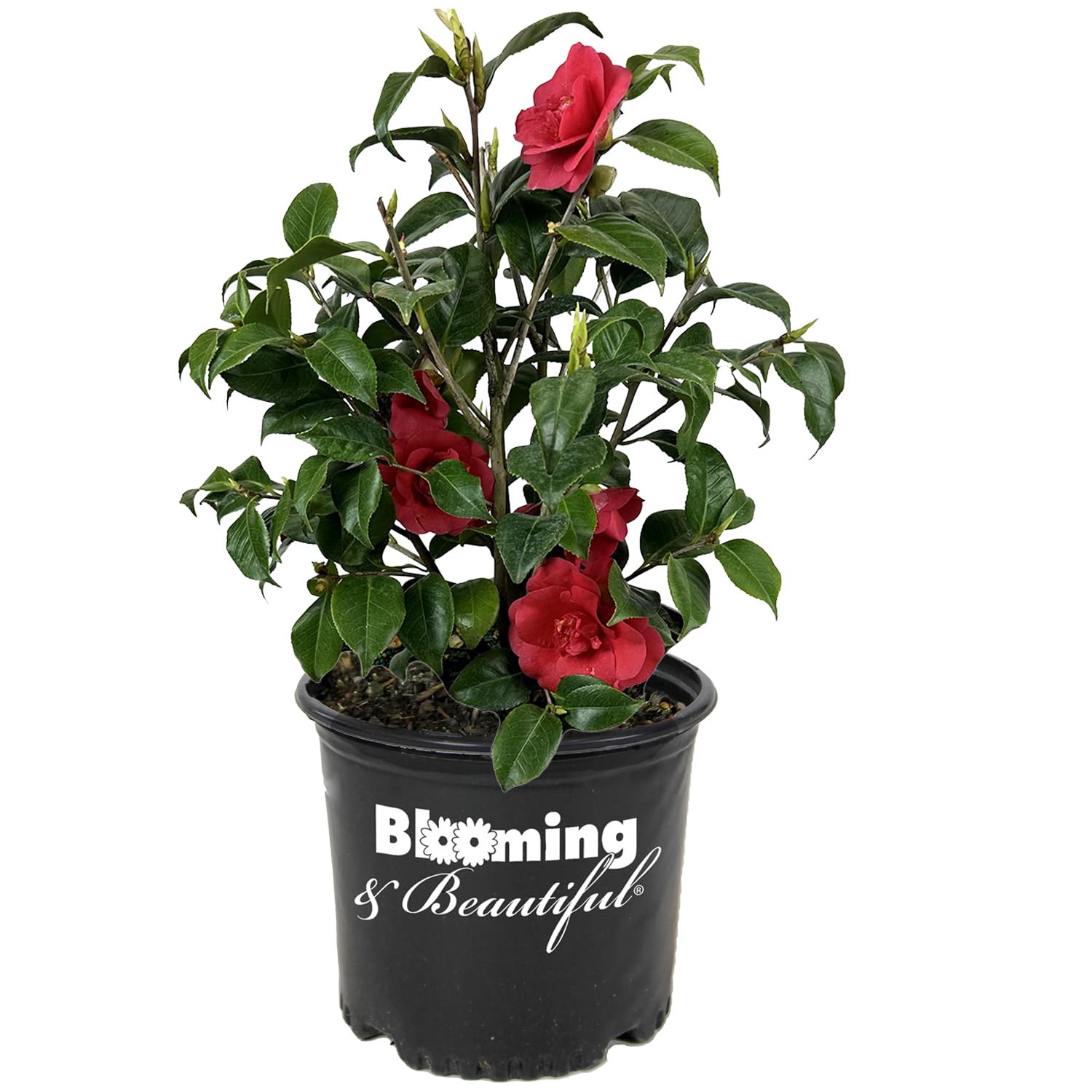 Blooming & Beautiful Rosehill Red Camellia 3 Gal