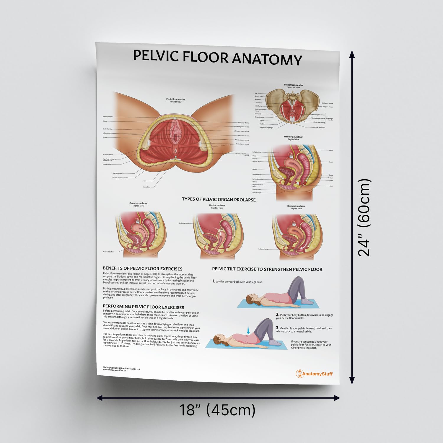 AnatomyStuff Poster: Beckenbodenanatomie, 45 x 60 cm, für Klassenzimmer, Klinik & Heimbüro