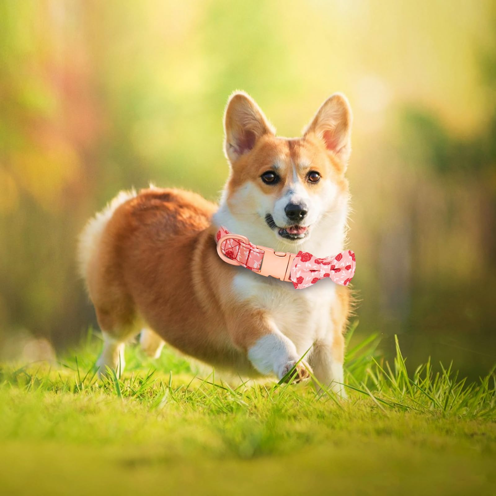 Dote on Dog Collar and Lead Set including Bow Tie, Girl Dog Collar with Detachable Flower with Strong Gold Buckle - Image 2