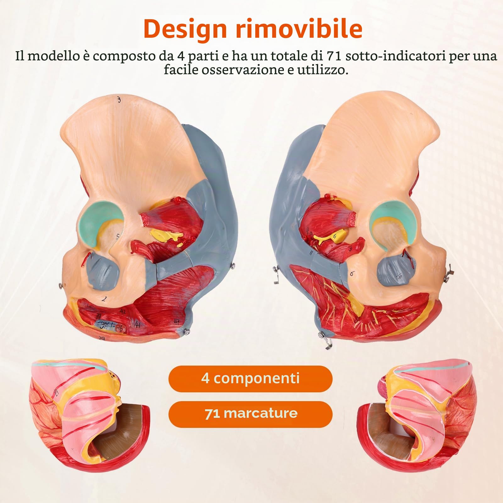 Modello Pelvico Femminile Modello di Bacino Anatomico Con Muscoli Del Pavimento Pelvico, Vasi, Nervi E Apparato Riproduttivo, Per Lo Studio E L'Insegnamento Della Scienza Medica