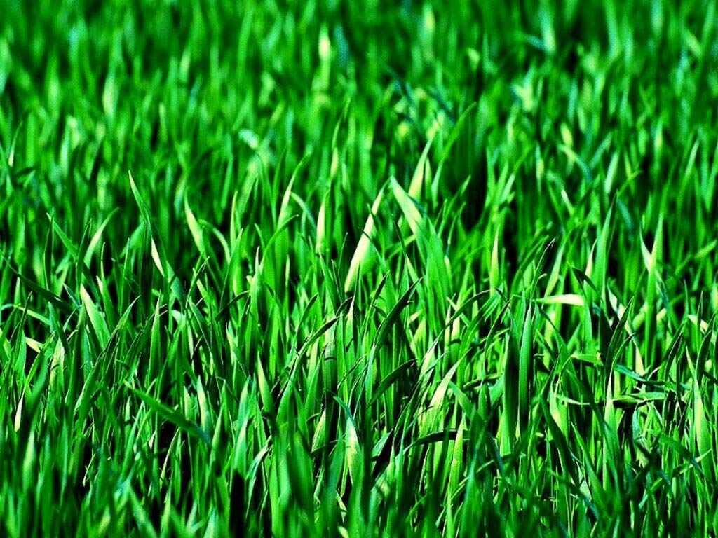 SEMI DI PRATO ZORRO SOD erba resistente PROFESSIONALE 10kg HERBATECH AMDGarden