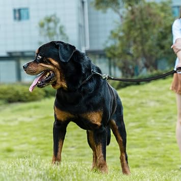 Dog Leash, Braided Rope Traction Walking Training Lead for Medium/Large Dogs ((1/2) x 2FT, Black)