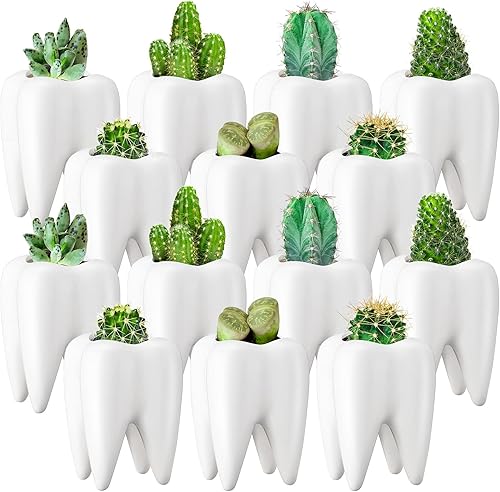 Maceta en forma de dientes, macetas dentales de cerámica de estilo moderno, macetas de dientes de cactus blanco, maceta para bonsái, maceta pequeña