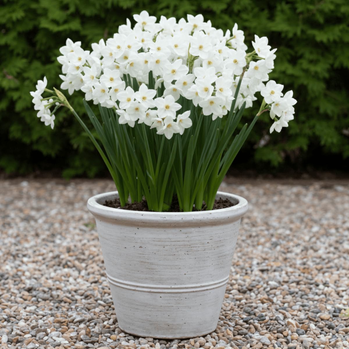Narzissen Zwiebeln Winterhart Mehrjährig - Paperwhiter Sommerblüte Kollektion - 25 Blumenzwiebeln - Duftende Pflanzen aus Holland - für Garten und Topf (keine Samen, nicht künstlich)