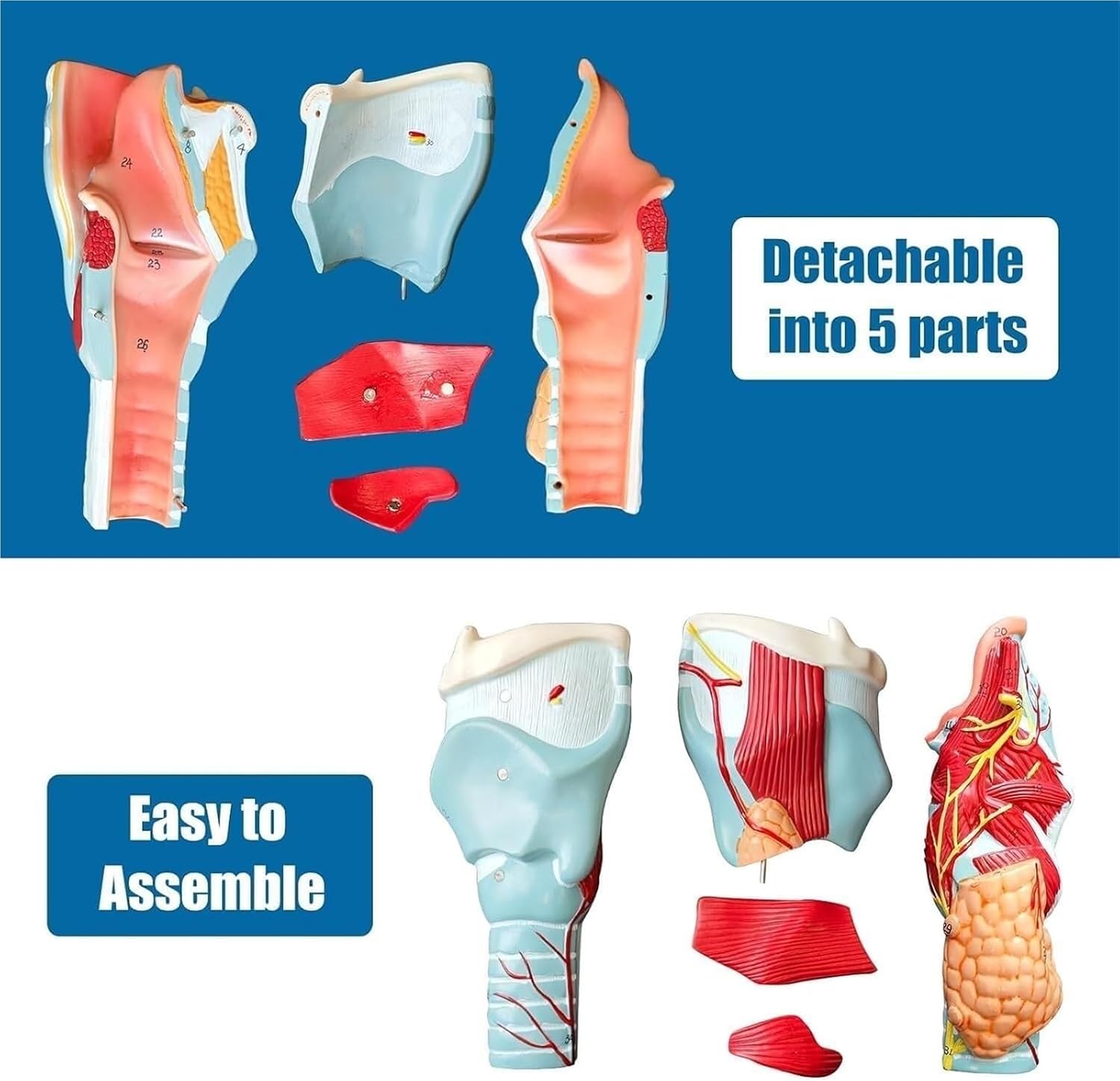 Throat Anatomy Model, Enlarged Joint Simulation Medicine, Used for Teaching Laryngeal and Pulmonary Science