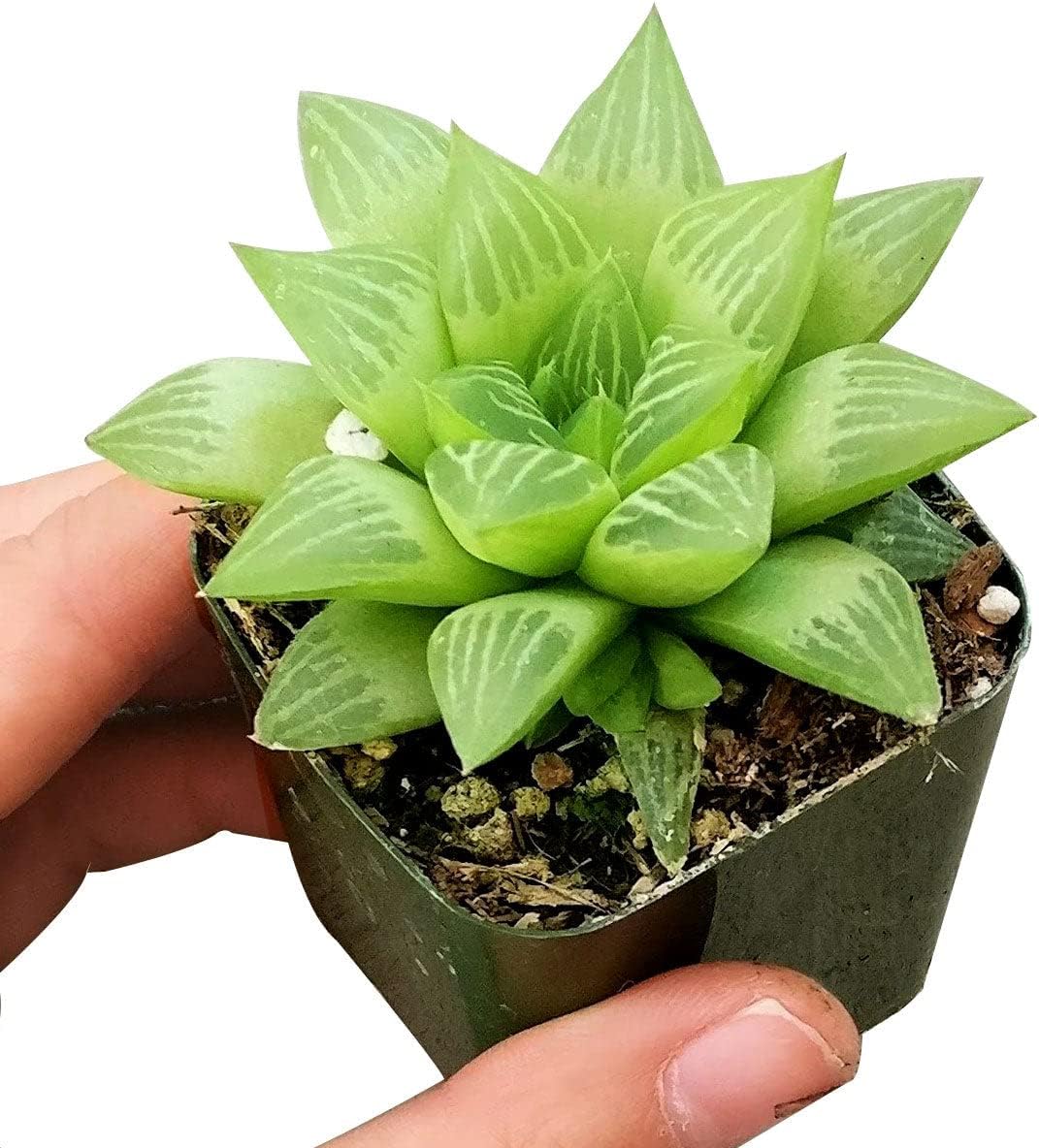Window Haworthia Succulent (4" + Clay Pot) | Unique Succulents Gift Ideas | Live Healthy Fully Rooted Succulents for Home Office Decoration