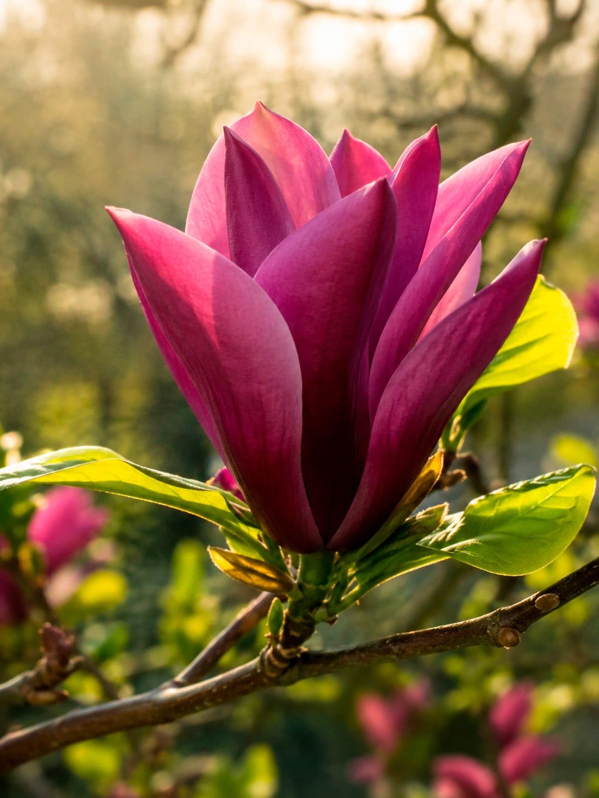 Magnolie "Black Beauty"