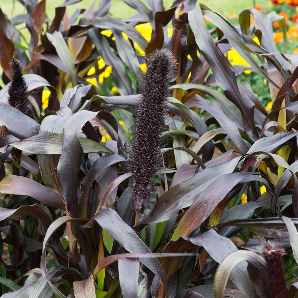 YouGarden Ornamental Millet Purple Baron, 6 Plug Plants, Deep Burgundy Foliage, Summer Colour, Ready To Plant Garden Grass