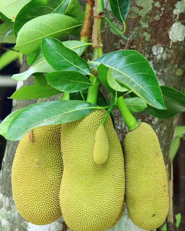 Jackfruit Live Plant | Grafted Jackfruit Fruit Plant for Home Garden | High Yield Tropical Plant | 1 Healthy Live Sapling
