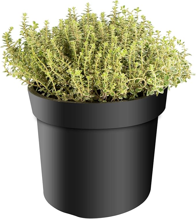 Thymian Faustini - Winterharte Küchenkräuter Im 14cm Topf