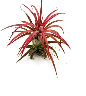 Tillandsia Fuego DECOALIVE Planta del Aire de Color Rojo muy Intenso
