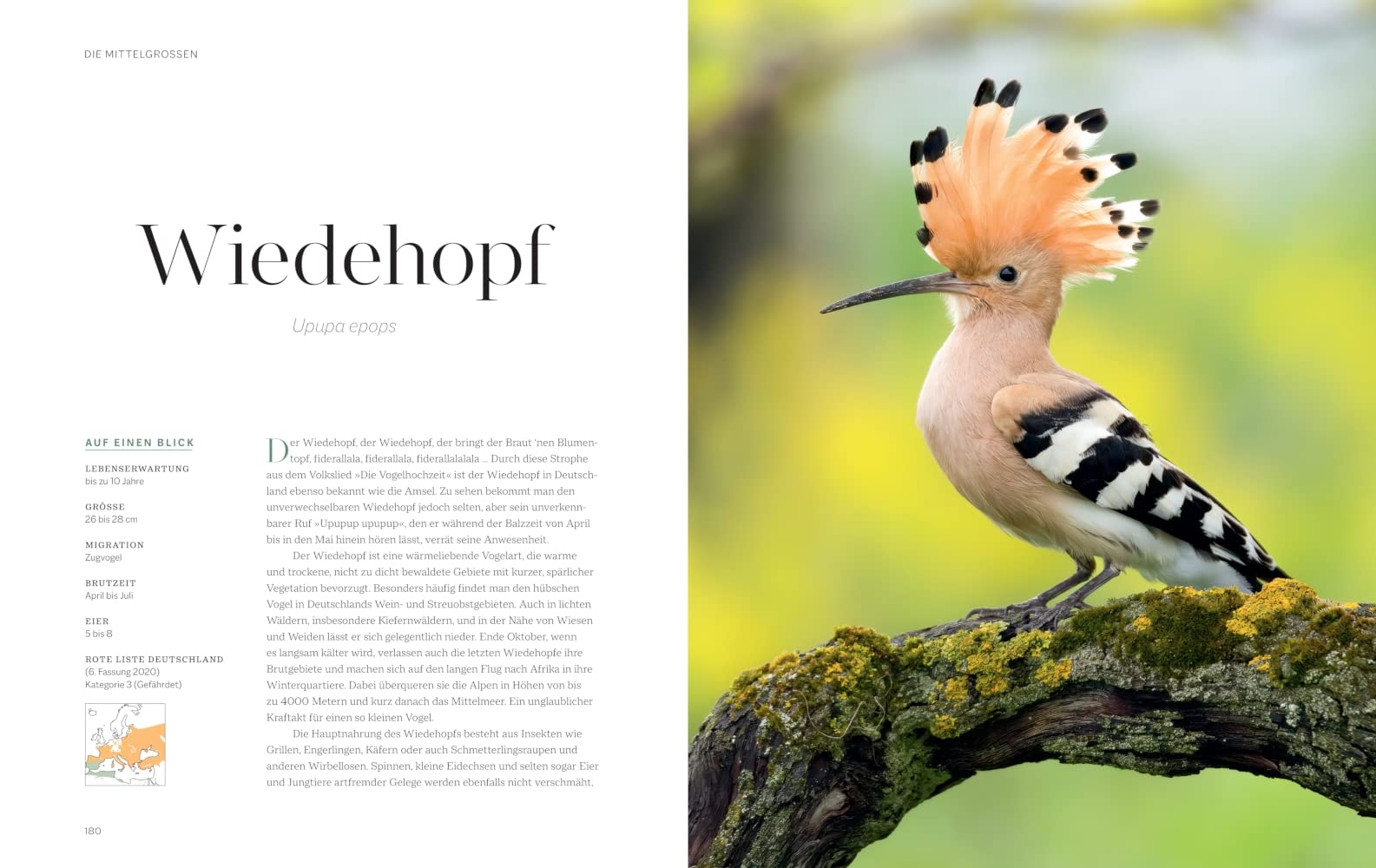 Die magische Welt unserer Vögel: Die heimische Vogelwelt ganz neu entdecken und schützen (BLV Vögel)