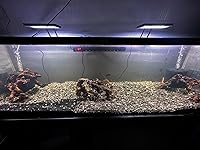 Review Image by Steven Steven