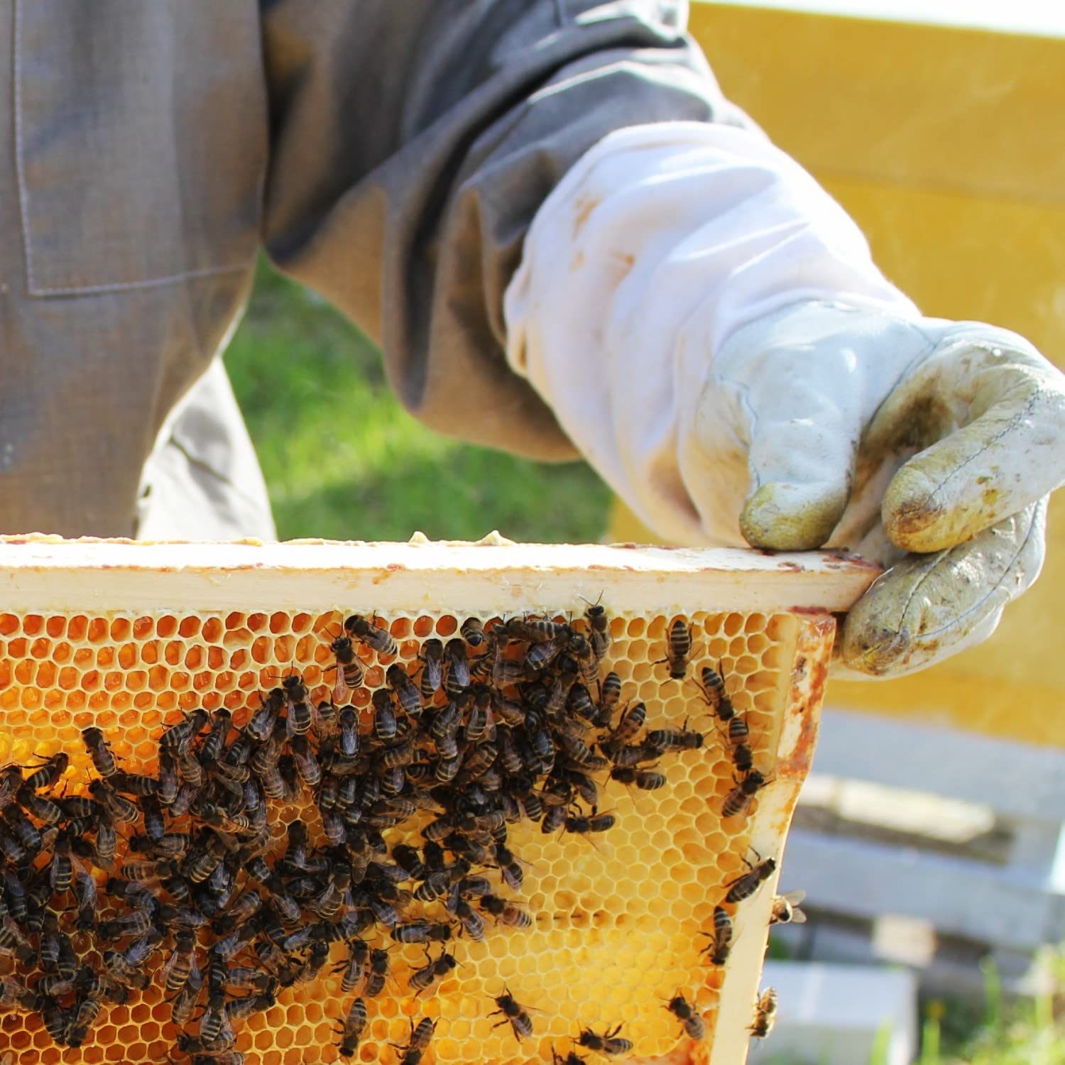 Draught Absinth 500ml 専用ボックス入り Amazon.com: Honey Lake 10 Frame Bee Hive Box, Langstoth Deep