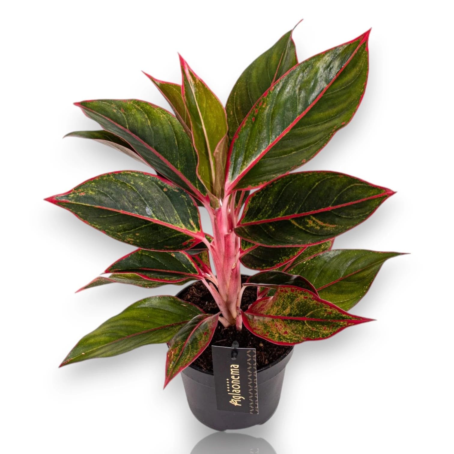 Aglaonema 'Jungle Red' Pianta da Interno, Colore Rosso e Verde, Altezza 60 cm, Vaso 19