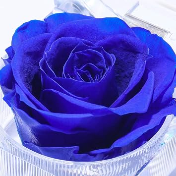 Enchanted Real Preserved Forever Roses in Clear Acrylic Ring Box, Fresh-Cut Eternity Flower That Lasts Years, Valentines Day, Mothers Day, for Her, Blue