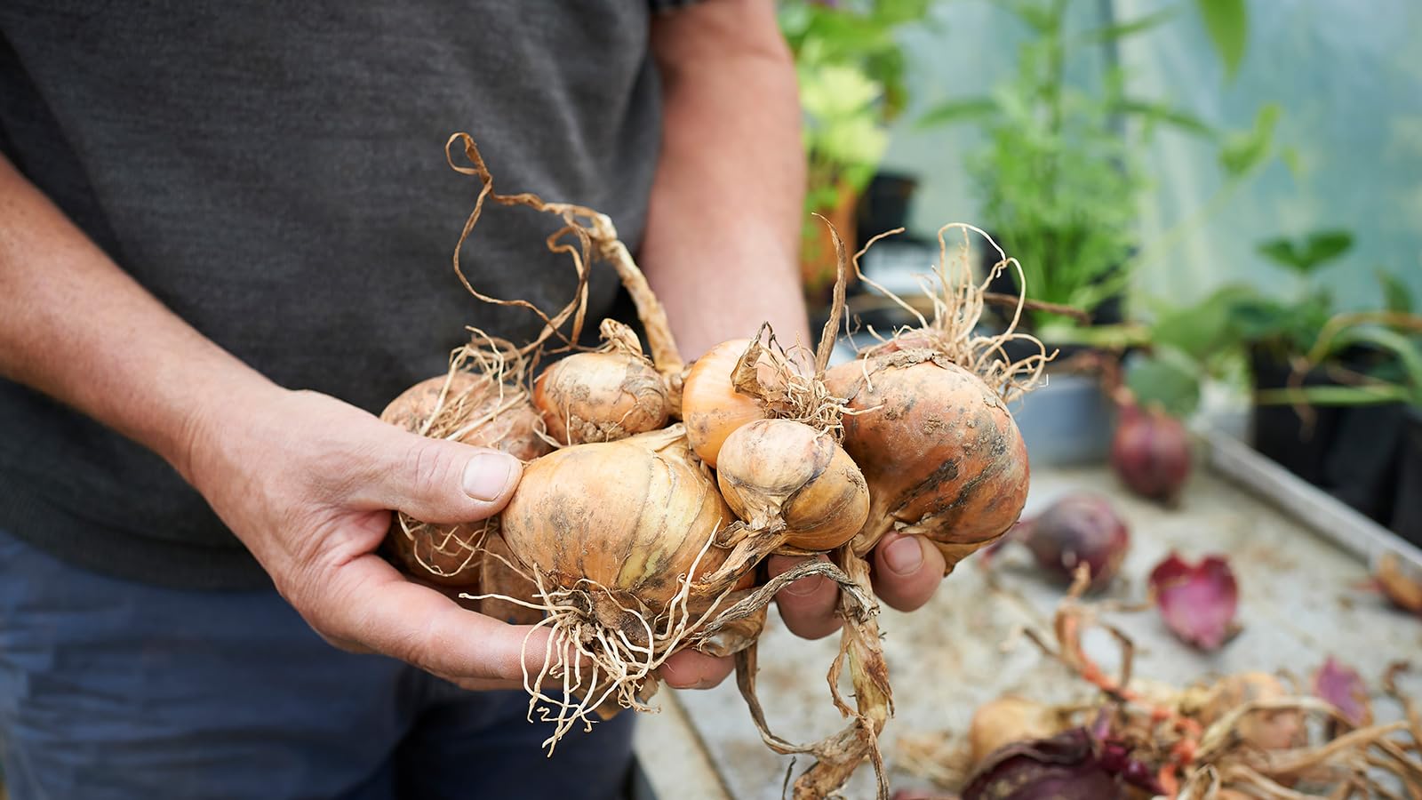 Onion Seeds, 200 Seeds Winter Vegetables Seeds, Onion Seeds For planting Home And home garden (B0CDL8Y6WS) Amazon Price History, Amazon Price Tracker