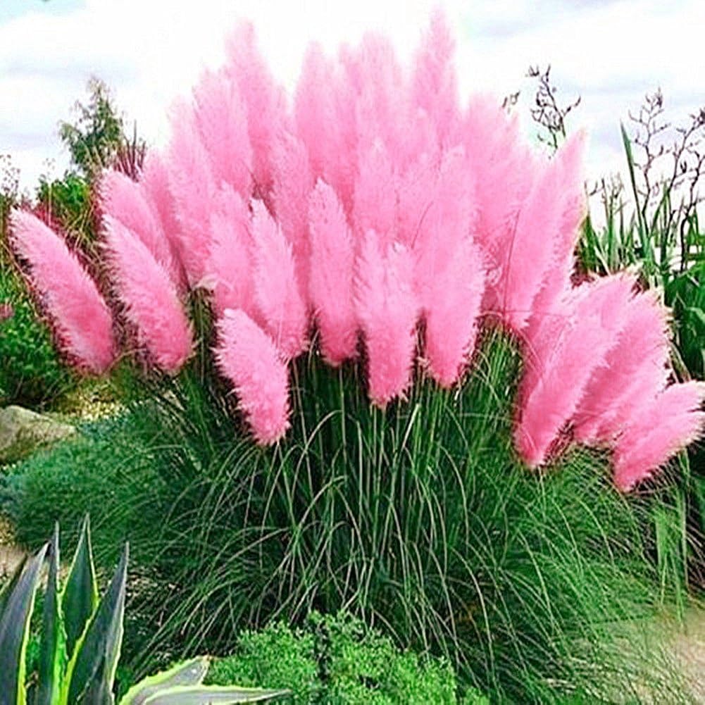 rainbow25 1000Pcs Pampas Grass Cortaderia Selloana Flower Rare Reed Seeds Garden Plant Size 1000pcs (Pink)