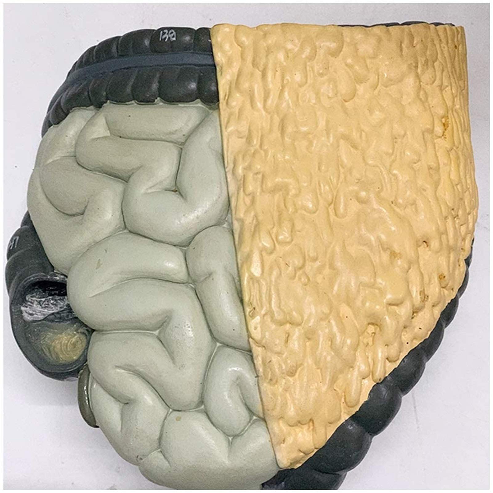 Modele medyczne, Model tułowia człowieka Model anatomiczny tułowia Narzędzie do nauczania biologii Anatomiczna replika blatu, modele medyczne i materiały edukacyjne