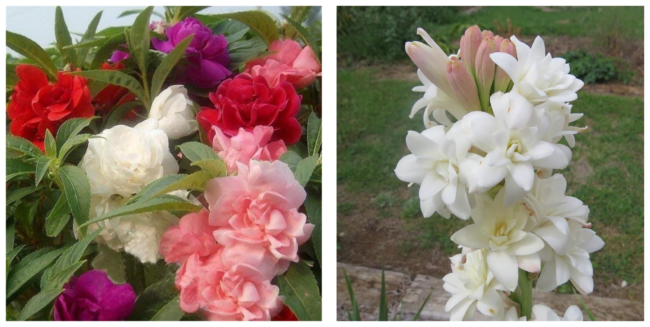 Kraft Seeds Balsam Mix Flower Seeds (1 Packet, 300 Seeds) & Kraft Seeds Rajnigandha Double Flowering Bulbs (White, 8 Bulbs) (B0CCV1KTWC) Amazon Price History, Amazon Price Tracker