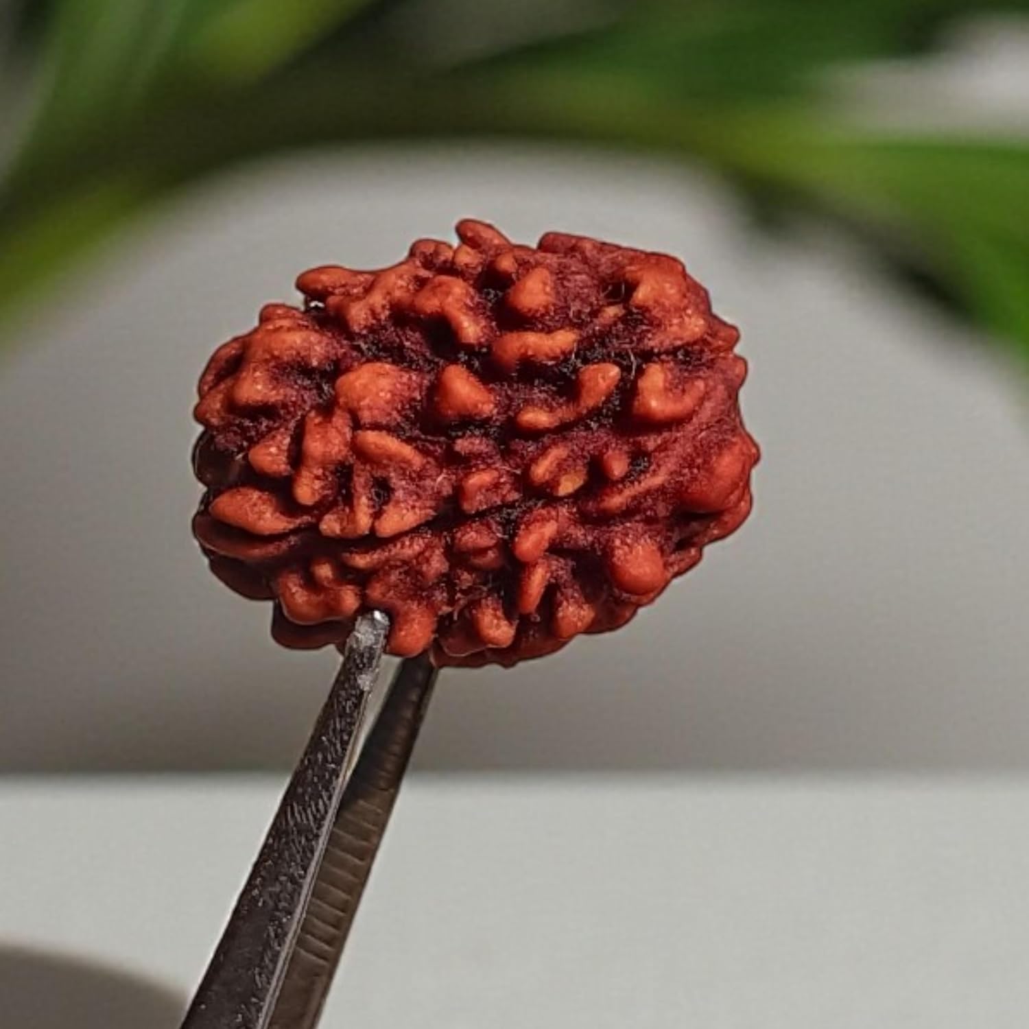 Certified Natural 3 Mukhi Rudraksha from Nepal - Authentic Three-Faced Bead for Spiritual Balance, Meditation, and Positive Energy, Showing as Image - Image 8