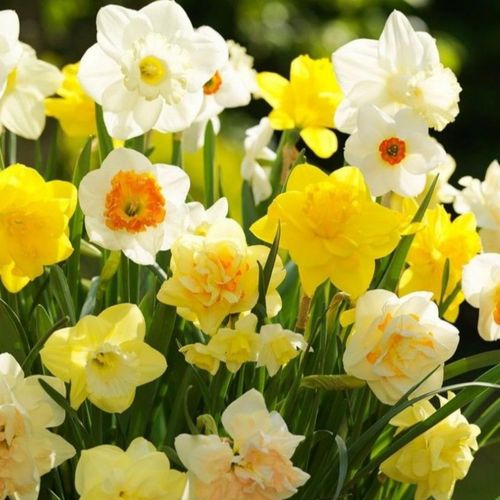 Daffodil Bulbs, Hardy Perennial Narcissus, Garden Decoration, No Watering Required, Professional Planting, Suitable for Spring and Autumn, Easy to Maintain-4 Bulbs-J