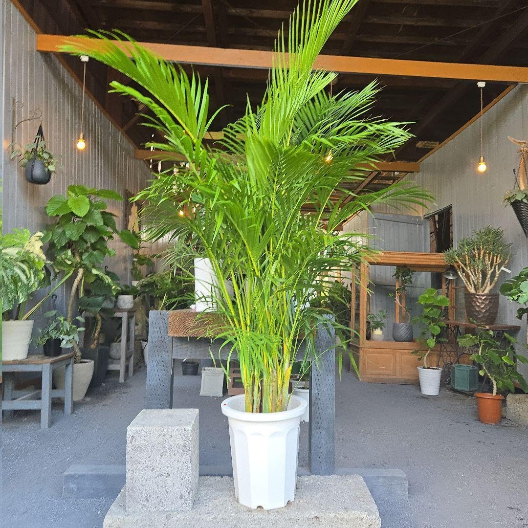 アレカヤシ 10号 特大苗木最高等級極上品 アレカヤシ 10号 特大苗木