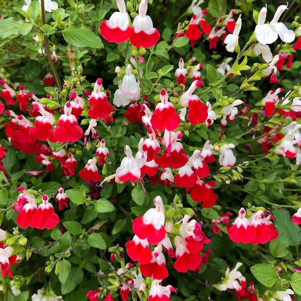 Semillas de salvia, Salvia greggii, semillas de aptas para las abejas cobertura del suelo jardín pradera mariposas exóticas resistentes al aire libre 500pcs