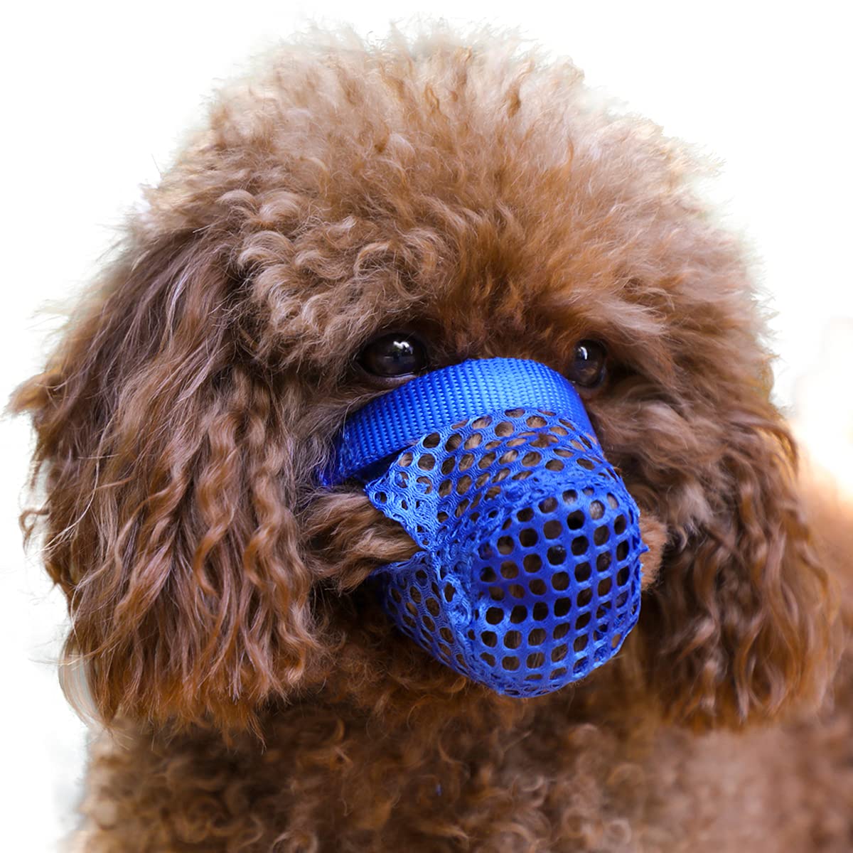 Why Are Dogs So Protective