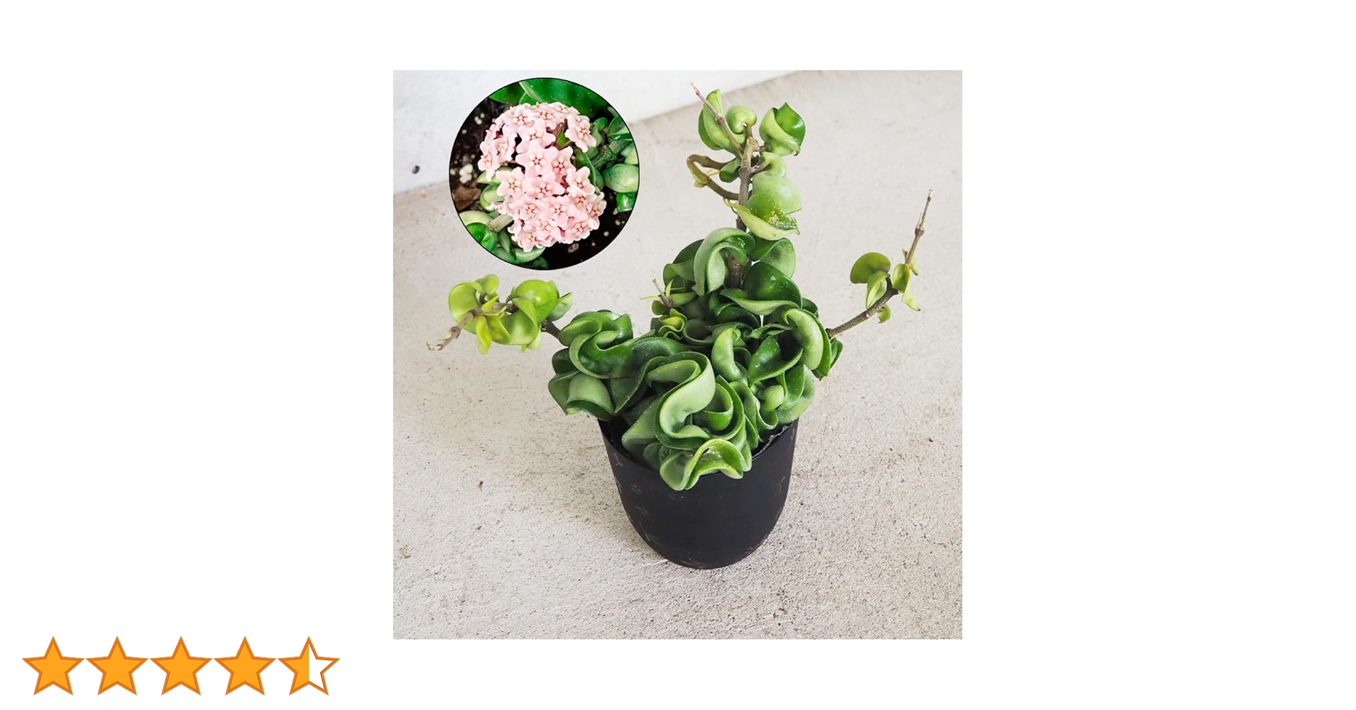 Amazon.co.jp: ITANSE ホヤ (桜ラン) ・カルノーサ