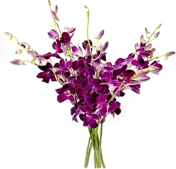Amazon.com : Generic Fresh Cut Orchids Flowers - Purple Orchids
