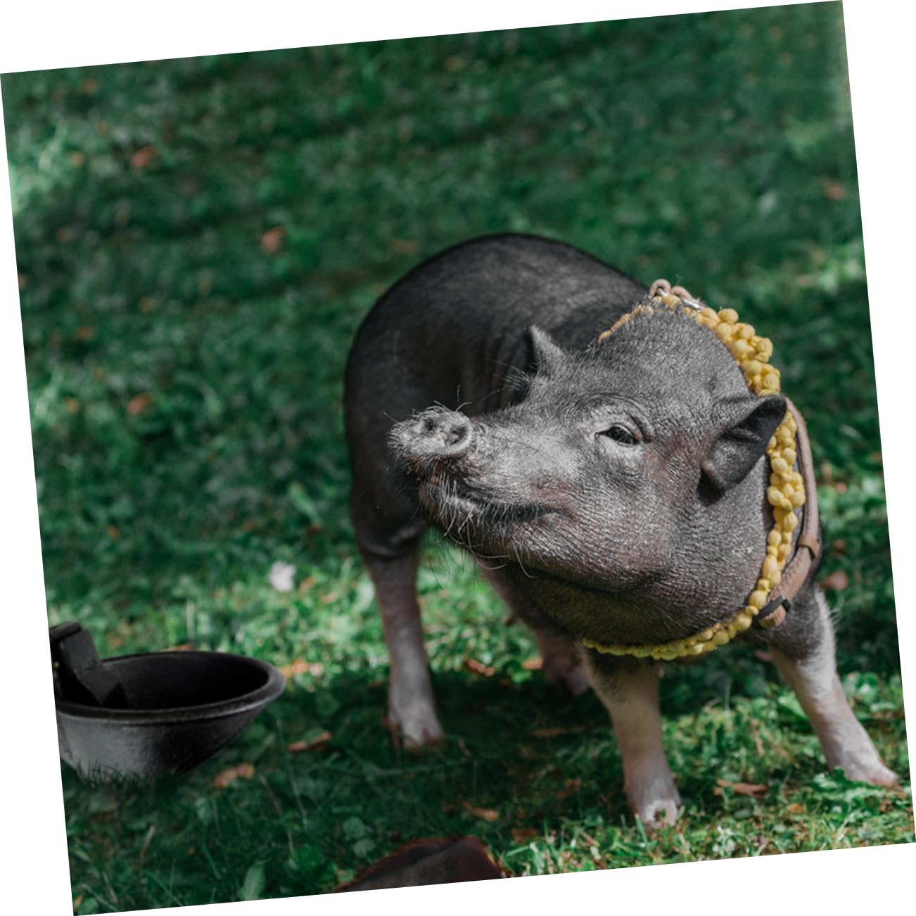 Hemobllo Bebedero Automático Para Animales De Granja Comedero De Hierro Fundido Para Cerdos Diseño Único y Práctico Para Uso Casa y Granja