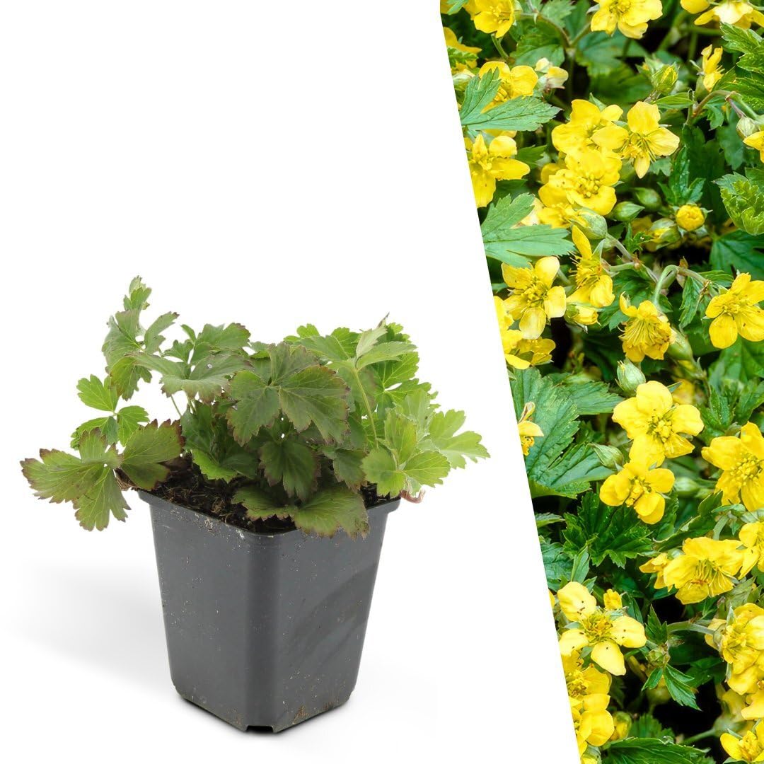 Plants by Frank 48x Waldsteinia Ternata, Dreiblatt Golderdbeere, Ø 9 cm | Waldsteinia ternata, Fraisier doré, Couvre-sol Rustique Vivace persistant, Plantes Vivaces, Pot 9 cm, Hauteur : 15 cm